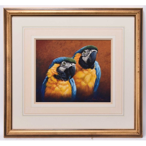 127 - Adrian Rigby (b.1962) Blue and Gold Macaws, signed lower right, gouache, 25 x 30.5 cm, frame 53 x 57... 