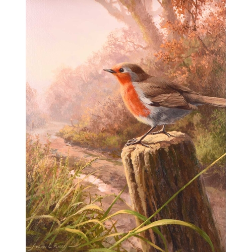 128 - Adrian Rigby (b.1962) Evening Robin, signed lower left, oil on canvas, 31 x 26 cm, frame 40 x 35 cm