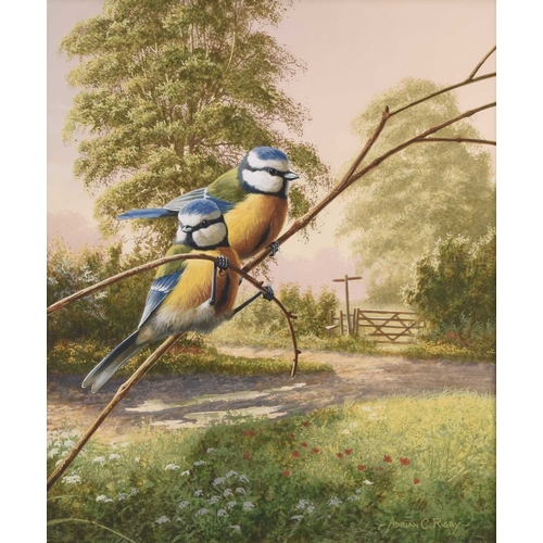 129 - Adrian Rigby (b.1962) Blue Tits at the Crossing, signed lower right, gouache, 31 x 26 cm Provenance:... 