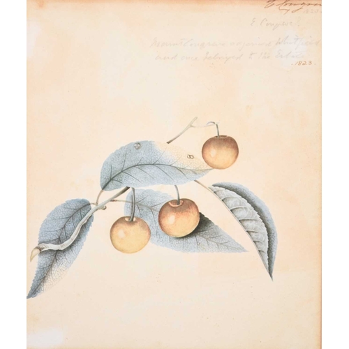 172 - Two Botanical Watercolour Studies (c.1823) from Mount Congreve, one showing a branch of cherries and... 