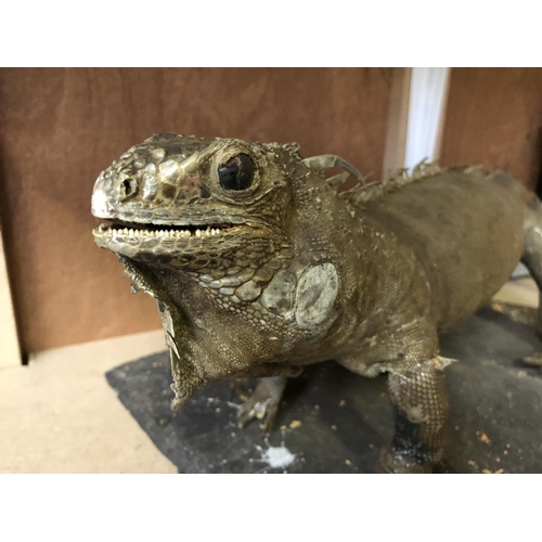 208 - AN UNUSUAL TAXIDERMY MODEL OF AN IGUANA ON SLATE BASE, LENGTH APPROXIMATELY 52CM