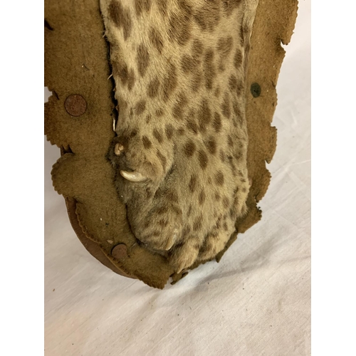 221 - A VICTORIAN TAXIDERMY LEOPARD SKIN ON A BOARD