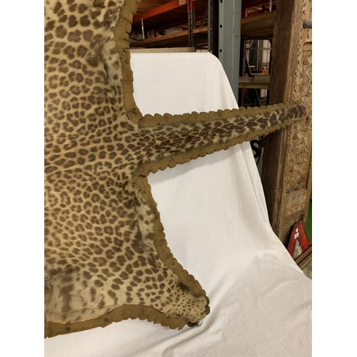 221 - A VICTORIAN TAXIDERMY LEOPARD SKIN ON A BOARD