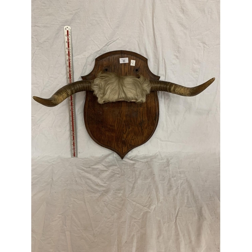 53 - A SET OF HORNS ON A WOODEN PLAQUE