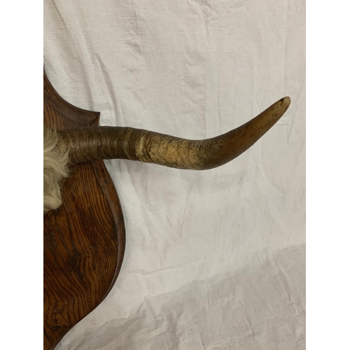 53 - A SET OF HORNS ON A WOODEN PLAQUE