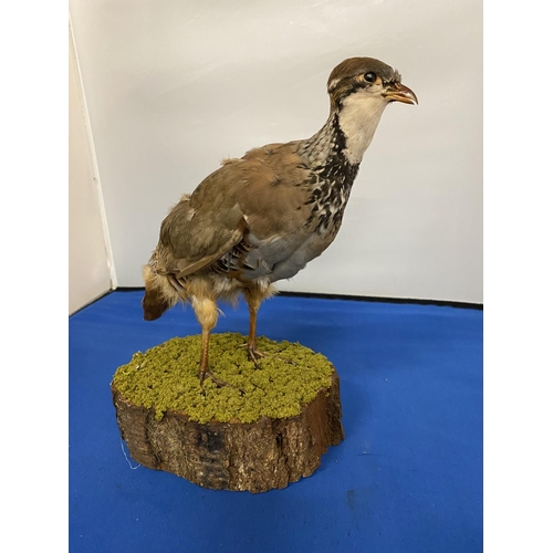 304 - A TAXIDERMY PARTRIDGE