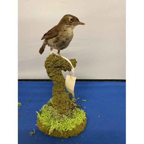 310 - A TAXIDERMY NIGHTINGALE