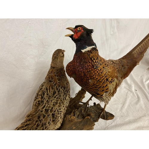 314 - A TAXIDERMY PAIR OF RING NECK PHEASANTS