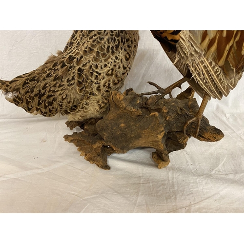 314 - A TAXIDERMY PAIR OF RING NECK PHEASANTS