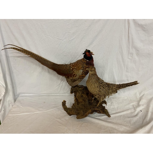 314 - A TAXIDERMY PAIR OF RING NECK PHEASANTS