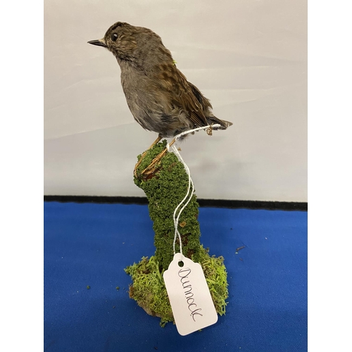 317 - A TAXIDERMY DUNNOCK