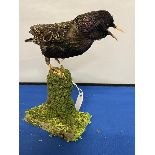 321 - A TAXIDERMY STARLING