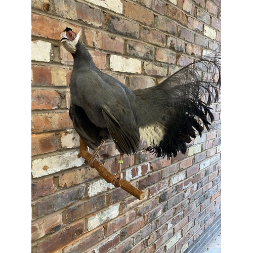 332 - A TAXIDERMY CAPERCAILLIE