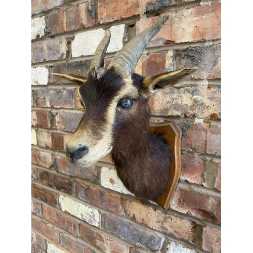 339 - A TAXIDERMY SPRINGBOK ANTELOPE