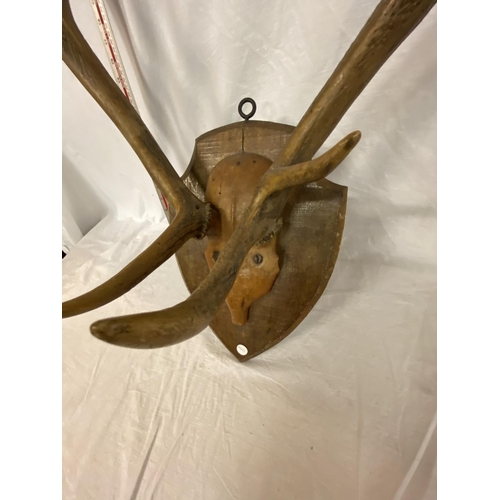 347 - A TAXIDERMY PAIR OF ANTLERS