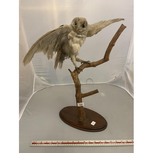 228 - A TAXIDERMY OWL ON A BRANCH