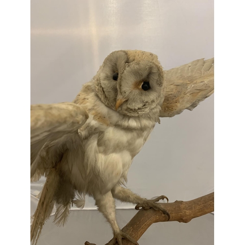 228 - A TAXIDERMY OWL ON A BRANCH