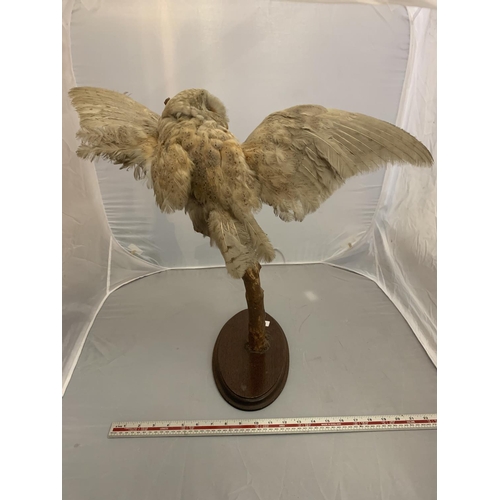 228 - A TAXIDERMY OWL ON A BRANCH