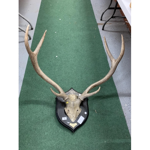 47 - A STAGS HEAD AND ANTLERS MOUNTED ON A WOODEN PLAQUE DATED 1925