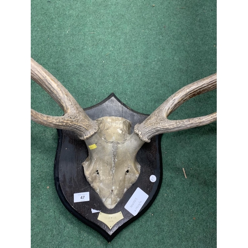 47 - A STAGS HEAD AND ANTLERS MOUNTED ON A WOODEN PLAQUE DATED 1925