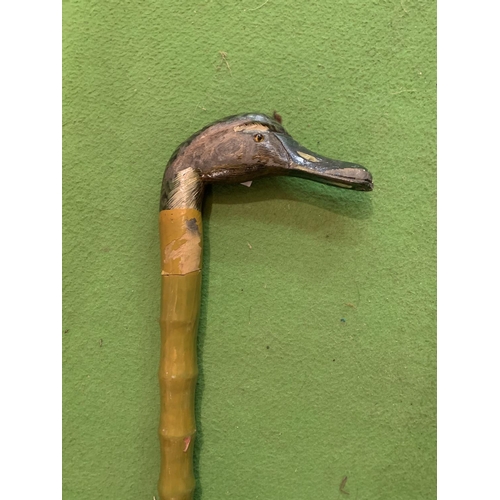 773 - A GREEN WOODEN WALKING STICK WITH A PAINTED DRAKE'S HEAD HANDLE