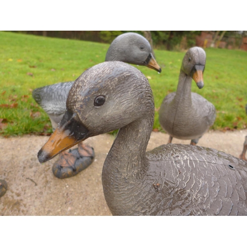 433 - TEN LIFE SIZE DECOY PINK FOOT GEESE (ONE LEGLESS) AND TWO CROWS