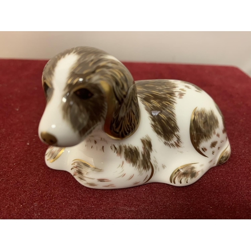 707 - A BOXED CROWN DERBY SCRUFF PUPPY