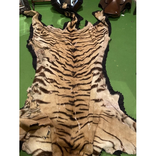 643 - A VICTORIAN FULL SIZED ADULT TIGER SKIN RUG