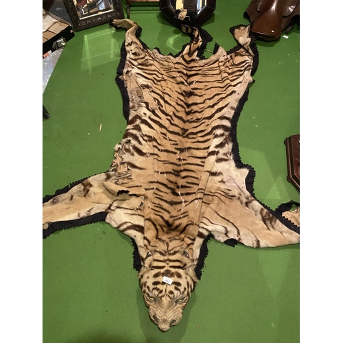 643 - A VICTORIAN FULL SIZED ADULT TIGER SKIN RUG