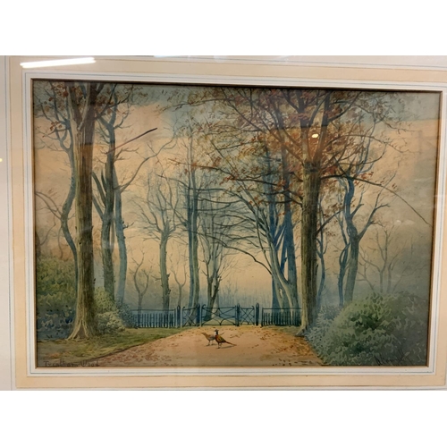 937 - A FRAMED WATERCOLOUR OF TRENTHAM WOODS WITH PHEASANTS IN THE FOREGROUND