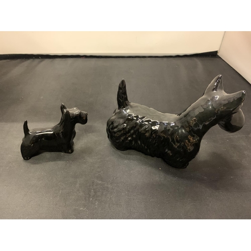 714 - TWO BESWICK SCOTTIE DOGS BLACK GLOSS ONE LARGE AND ONE SMALL