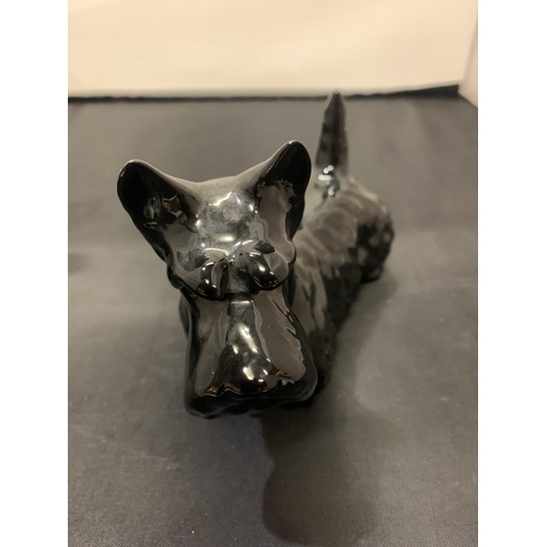 714 - TWO BESWICK SCOTTIE DOGS BLACK GLOSS ONE LARGE AND ONE SMALL