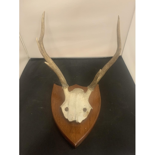 13 - A SET OF ROE DEER ANTLERS FOR WALL DISPLAY