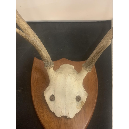 13 - A SET OF ROE DEER ANTLERS FOR WALL DISPLAY