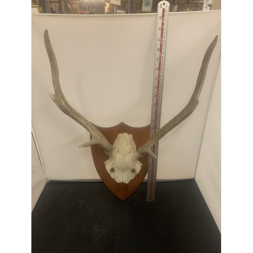 13 - A SET OF ROE DEER ANTLERS FOR WALL DISPLAY