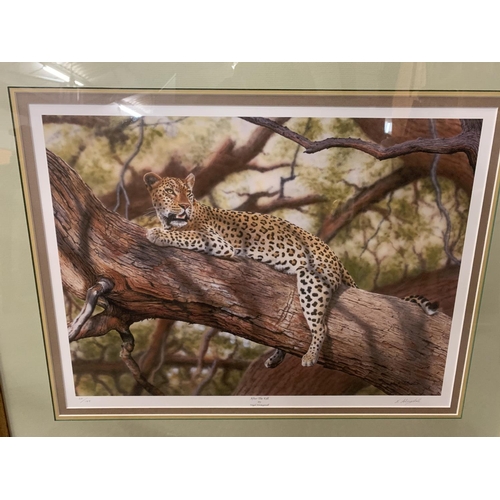 443 - A NIGEL ARTINGSTALL FRAMED PRINT 'AFTER THE KILL' LIMITED EDITION 20/195 WHOLESALE PRICE £150