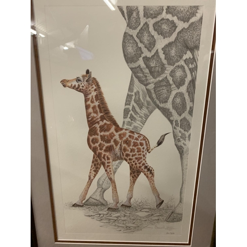 680 - A WARWICK HIGGS FRAMED PRINT 'GIRAFFE AND CALF' LIMITED EDITION 24/850 WHOLESALE PRICE £95