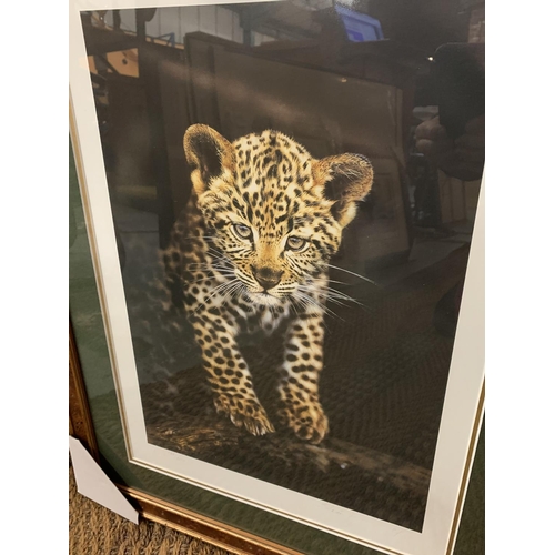 681 - A STEVEN TOWNSEND FRAMED PRINT 'LEOPARD CUB' LIMITED EDITION 135/675 WHOLESALE PRICE £150