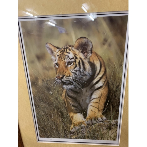 682 - A STEVEN TOWNSEND FRAMED PRINT 'TIGER CUB' LIMITED EDITION 212/500 WHOLESALE PRICE £150