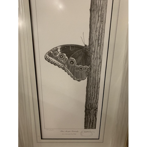 684 - A GARY HODGES FRAMED PRINT 'BLUE MORPHO BUTTERFLY' LIMITED EDITION 396/450 WHOLESALE PRICE £120