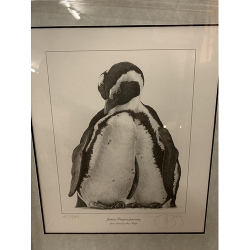 685 - A GARY HODGES FRAMED PRINT 'JACKASS PENGUINS' LIMITED EDITION 437/850 WHOLESALE PRICE £105