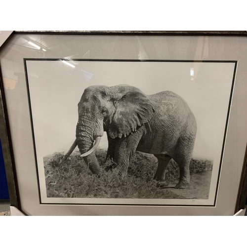 686 - A JON BYE FRAMED PRINT 'ELEPHANT' LIMITED EDITION 16/375 WHOLESALE PRICE £150