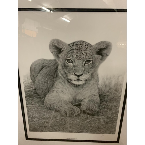 687 - A JON BYE FRAMED PRINT 'PRIDE AND JOY' LEOPARD LIMITED EDITION 14/374 WHOLESALE PRICE £150