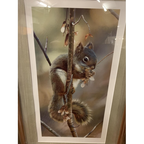 689 - A CARL BRENDERS FRAMED PRINT 'FAST FOOD' SQUIRREL OPEN EDITION WHOLESALE PRICE £90