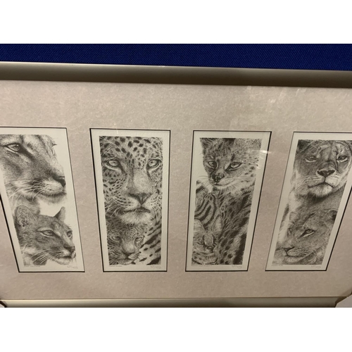 698 - AN S FILLING SET OF FOUR FRAMED WILD CAT PRINTS WHOLESALE PRICE £120