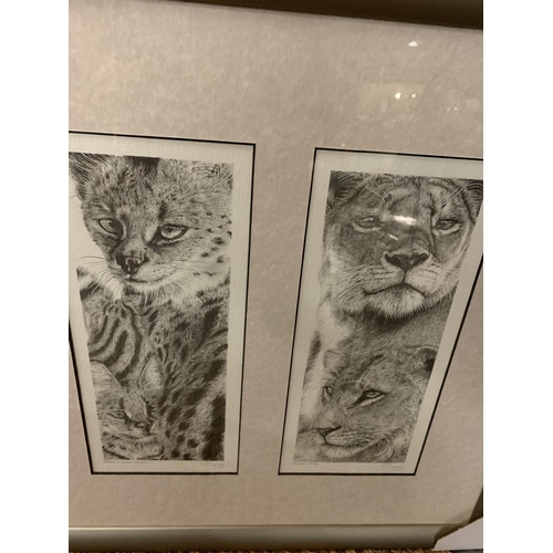 698 - AN S FILLING SET OF FOUR FRAMED WILD CAT PRINTS WHOLESALE PRICE £120