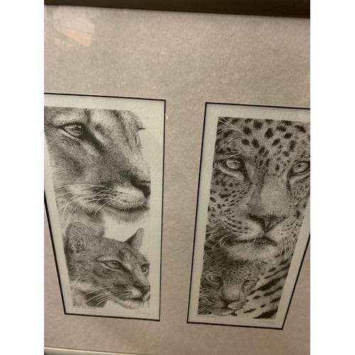 698 - AN S FILLING SET OF FOUR FRAMED WILD CAT PRINTS WHOLESALE PRICE £120