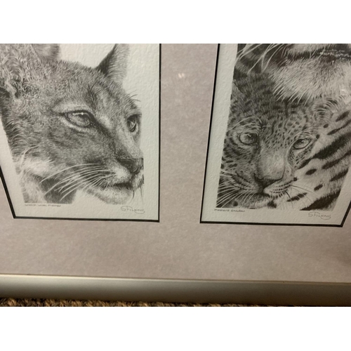 698 - AN S FILLING SET OF FOUR FRAMED WILD CAT PRINTS WHOLESALE PRICE £120