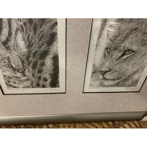 698 - AN S FILLING SET OF FOUR FRAMED WILD CAT PRINTS WHOLESALE PRICE £120