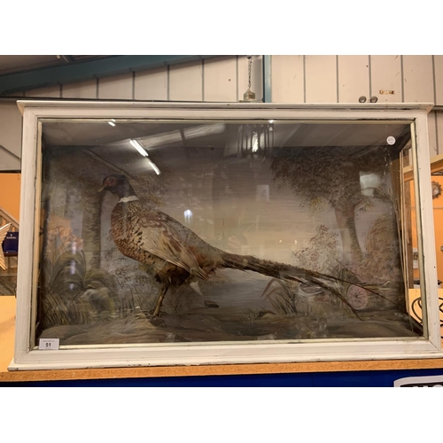 51 - A TAXIDERMY PHEASANT IN DISPLAY CASE WITH HANDPAINTED BACKDROP SCENE (ONE GLASS SIDE PANEL MISSING)